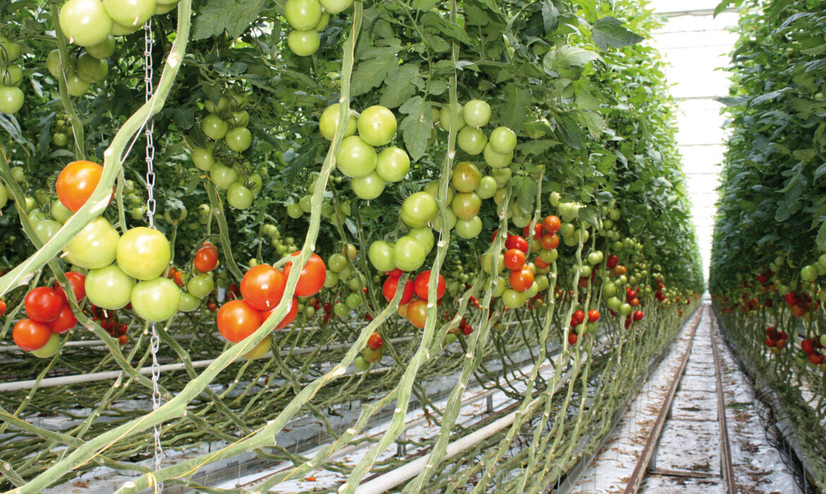 Gemuesegaertner Foto Landesverband Gartenbau Thuerigen e V
