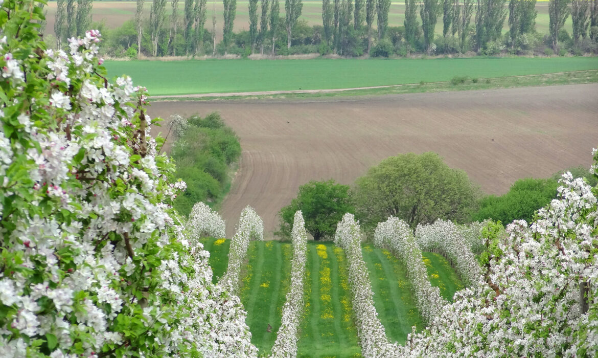Obstgaertner Foto Landesverband Gartenbau Thuerigen e V 02