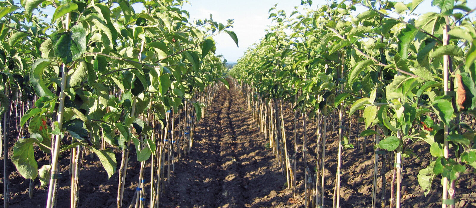 Baumschulgaertner Foto Landesverband Gartenbau Thuerigen e V 02