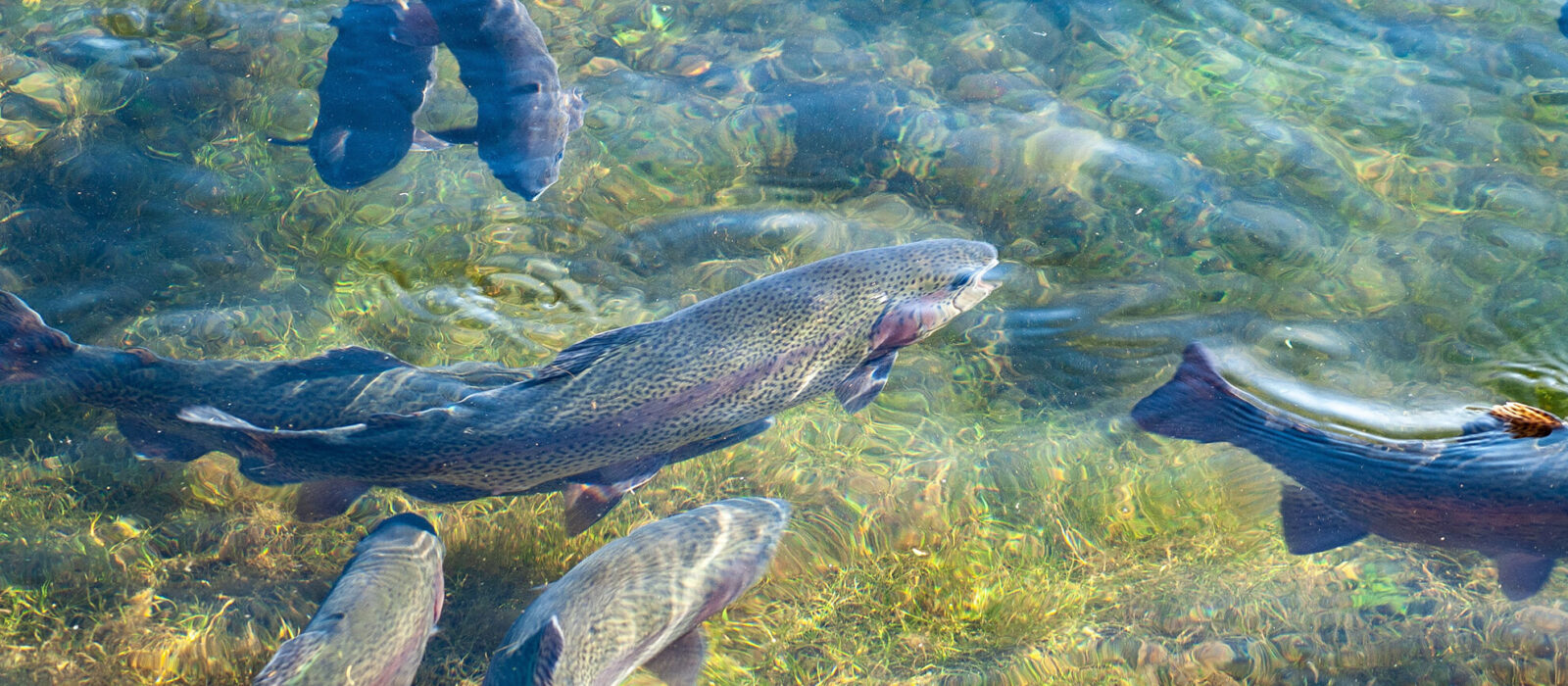 Fischwirt Foto Pixabay Kathas Fotos