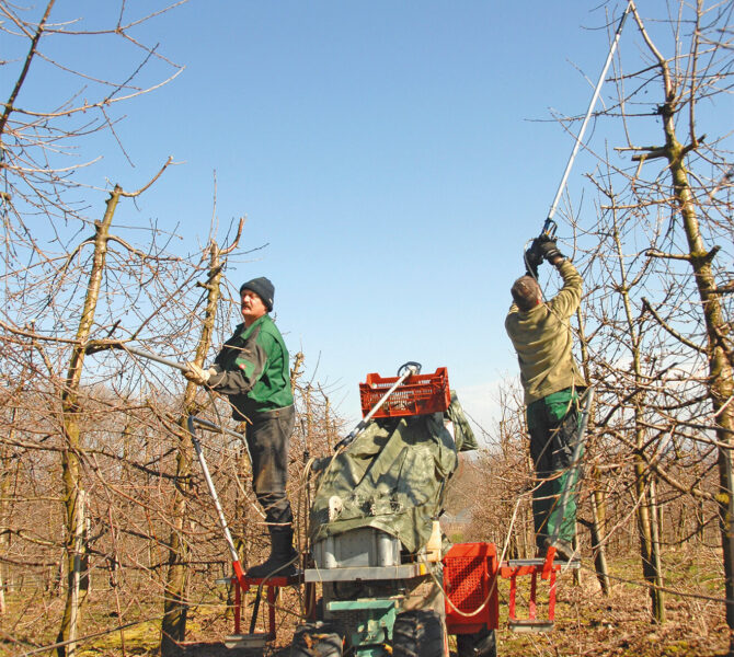 Obstgaertner Foto Landesverband Gartenbau Thuerigen e V 03
