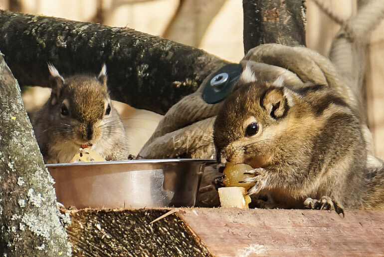 csm_1920x660_Streifenhoernchen_364dc24584.jpg